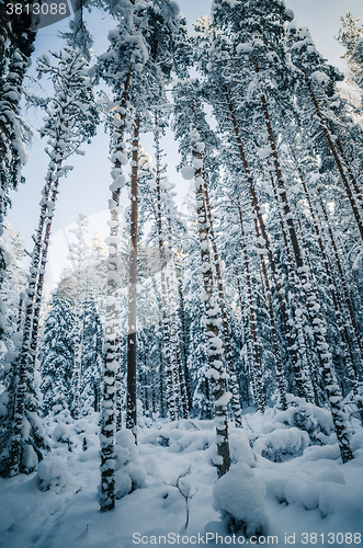 Image of Winter snow covered trees. Winter wonderland