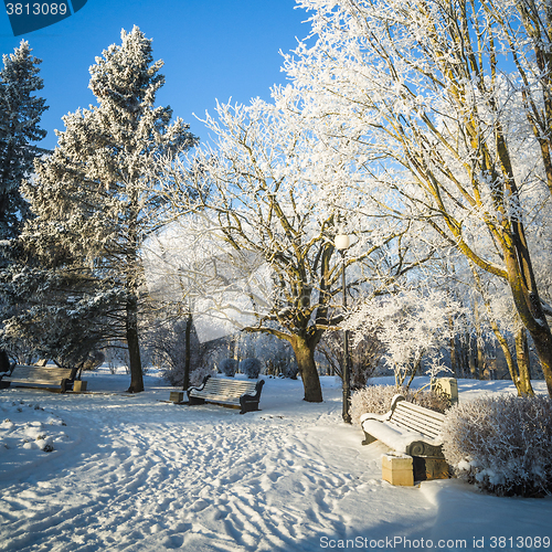 Image of A beautiful city park with trees covered with hoarfrost