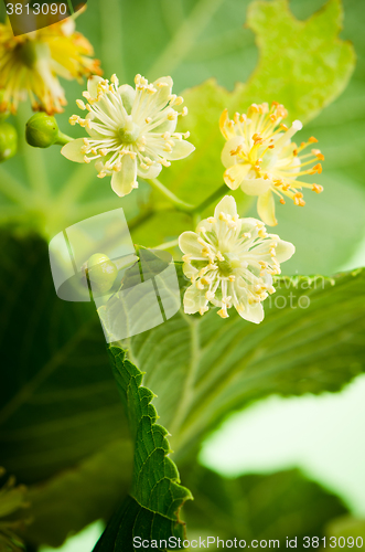 Image of  Flowers of lime, close-up