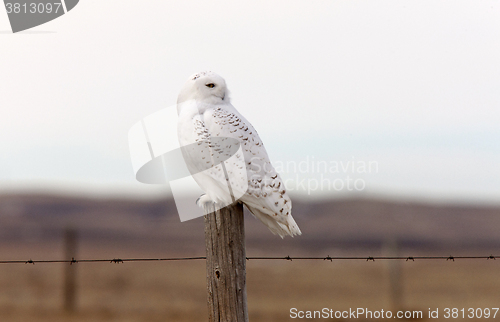 Image of Snowy Owl on Fence Post