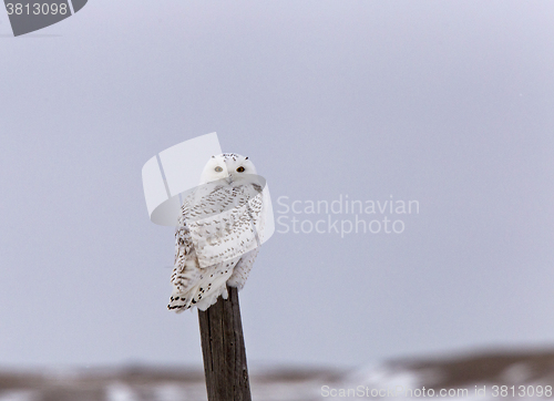 Image of Snowy Owl on Fence Post