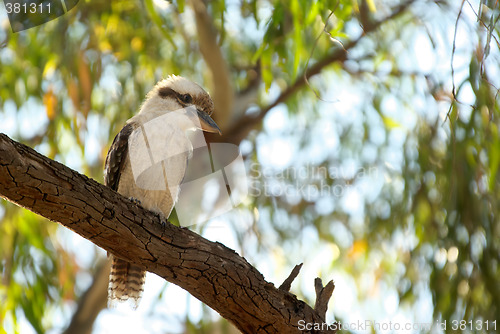 Image of kookaburra in tree