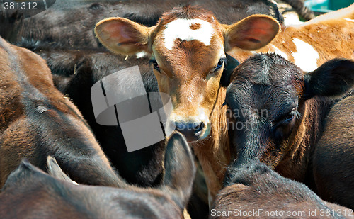 Image of calves in a feedlot