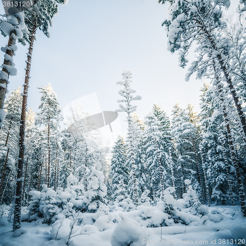 Image of Winter snow covered trees. Winter wonderland