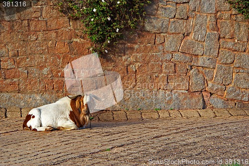 Image of goat on cobblestones