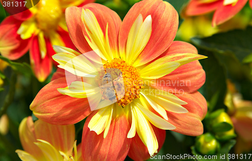 Image of bees and flowers