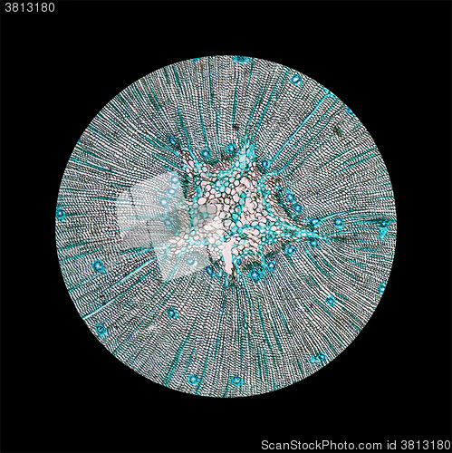 Image of Pine Wood micrograph