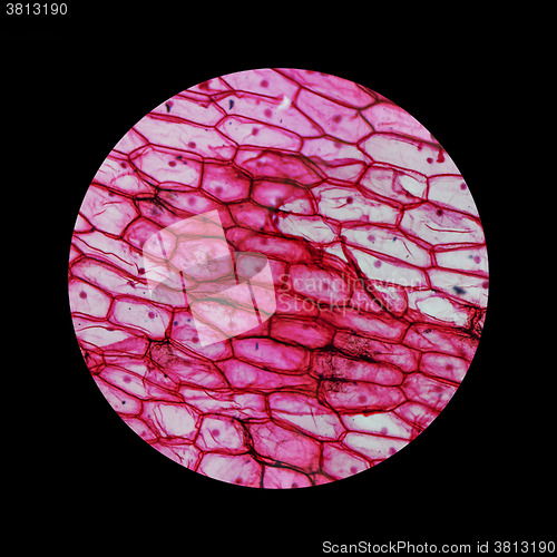 Image of Onion epidermus micrograph