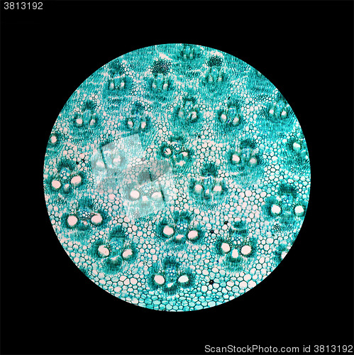 Image of Bamboo stem micrograph