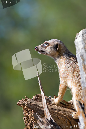 Image of meerkat on guard