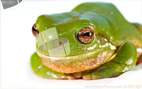 Image of big green frog