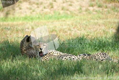 Image of cheetahs laying