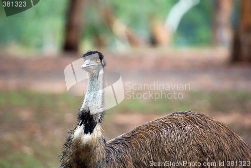 Image of australian emu