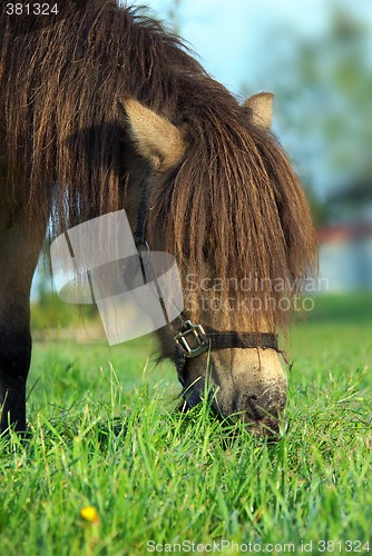 Image of horse eating grass