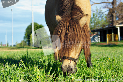 Image of horse eating grass