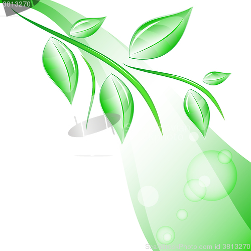 Image of branch with leaves
