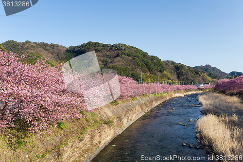 Image of Kawazu with many sakura tree
