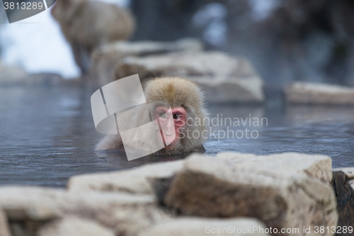 Image of Snow monkey in hotspring
