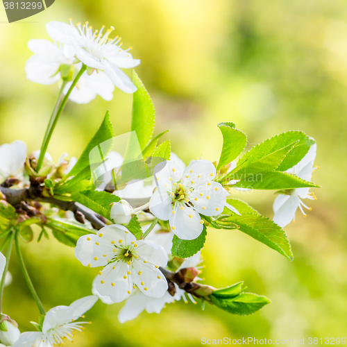 Image of Blossoming branch of a cherry, close up