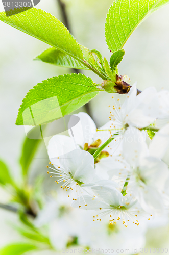 Image of Blossoming branch of a cherry, close up