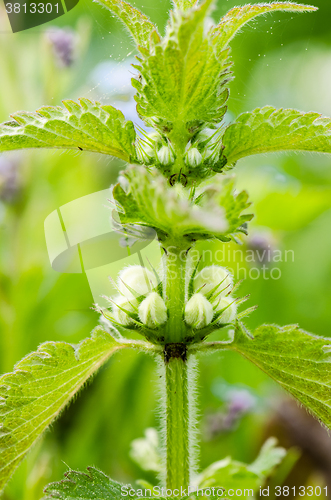 Image of Blossoming nettle, close up