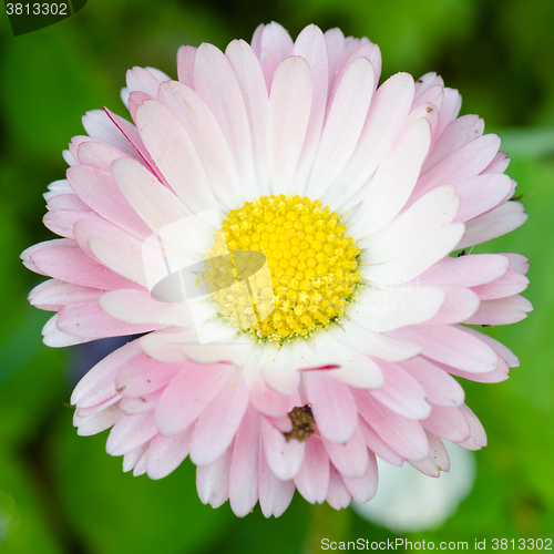 Image of Flower of a daisy, close up