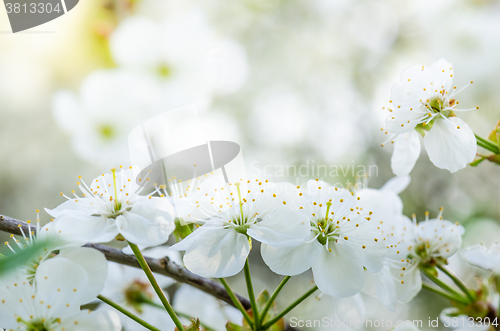Image of Blossoming branch of a cherry, close up