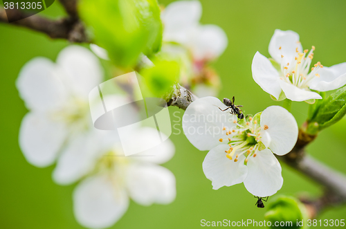 Image of The ant runs on a blossoming branch of plum, a close up
