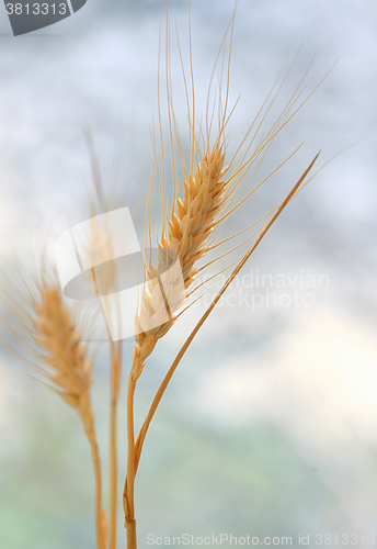 Image of Spikelets of wheat