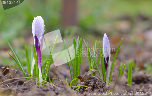 Image of spring crocus flower