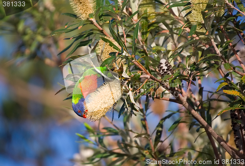 Image of lorikeet eating a banksia