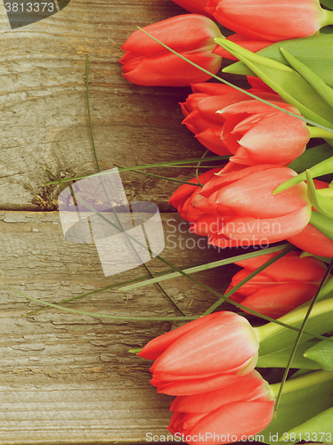 Image of Frame of Spring Tulips