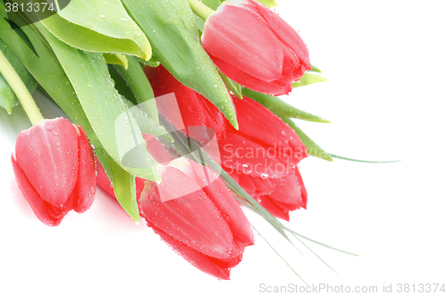 Image of Magenta Spring Tulips