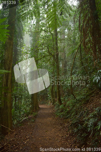Image of rain forest
