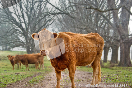 Image of cow on the road