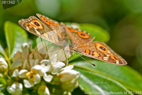 Image of monarch butterfly