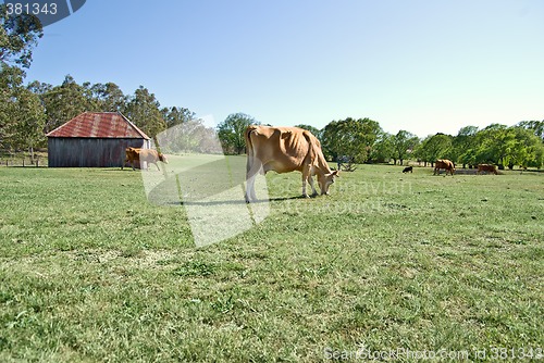 Image of cows in the field