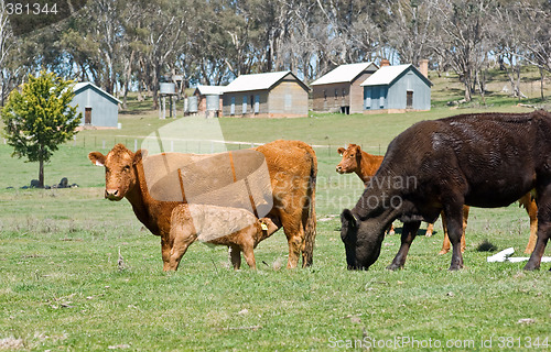 Image of cows in the field