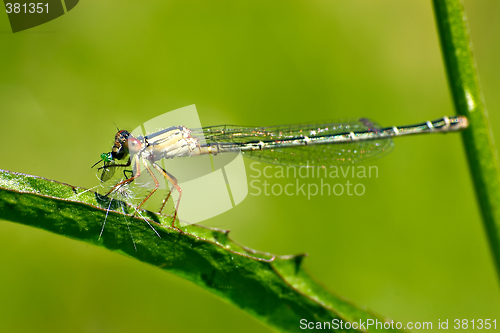 Image of dragonfly eating