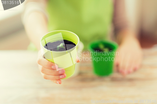 Image of close up of woman hand holding pot with sprout