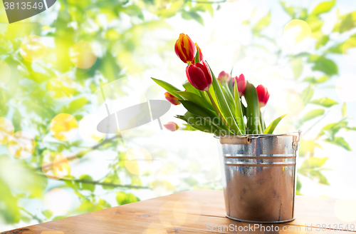 Image of close up of tulip flowers in tin bucket