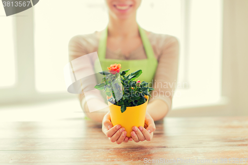 Image of close up of woman hands holding roses bush in pot