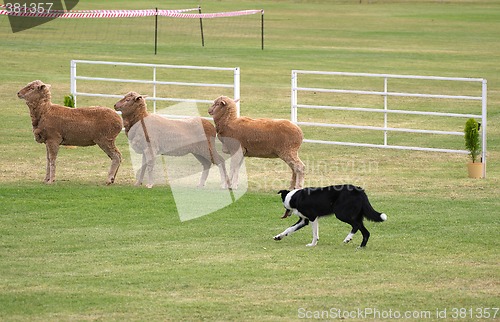 Image of sheep dog trials