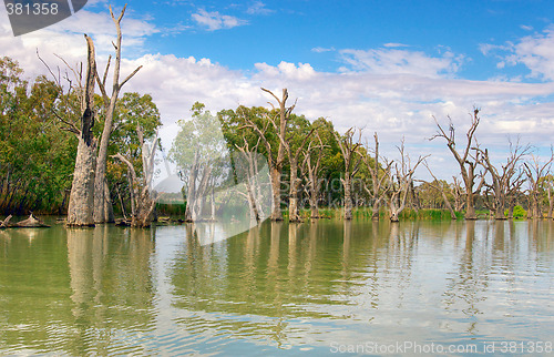 Image of dead river trees