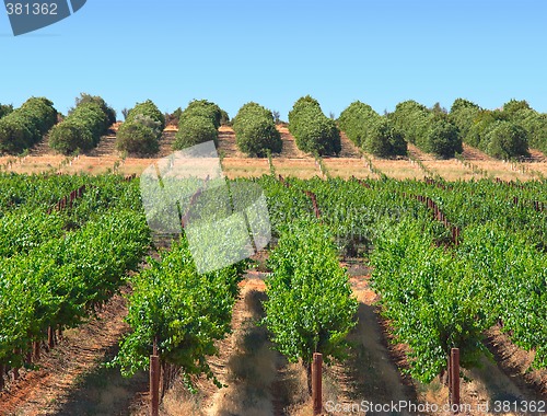 Image of oranges and grapes