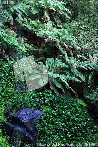 Image of rainforest