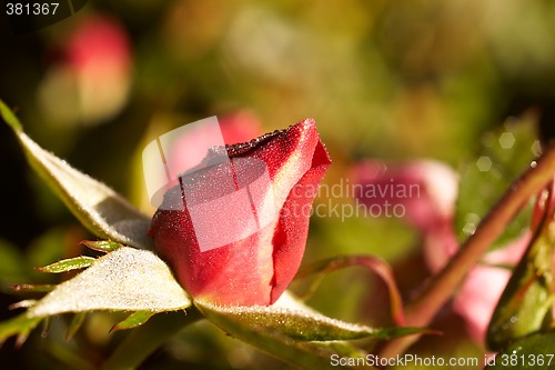 Image of rosebud in the morning