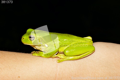 Image of green tree frog