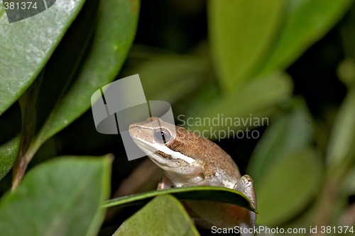 Image of litoria dentata