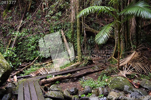 Image of rain forest